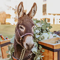 Safe and gentle donkey at a Central California party