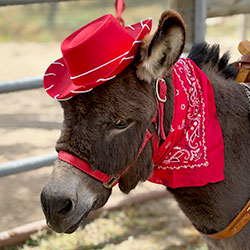 Donkey wearing a hat at a Central California wedding event