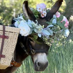 Beverage donkey at a Central California wedding near Auberry